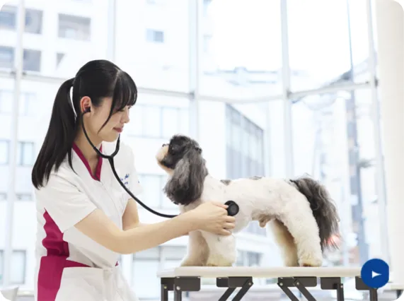 ちば愛犬動物ふ