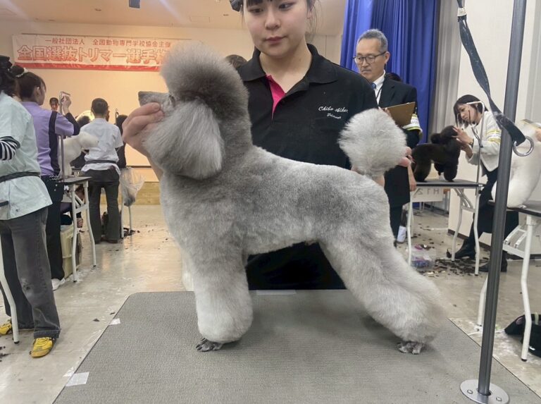 第20回 AAV全国選抜トリマー選手権大会に出場しました(専門学校ちば愛犬動物フラワー学園)