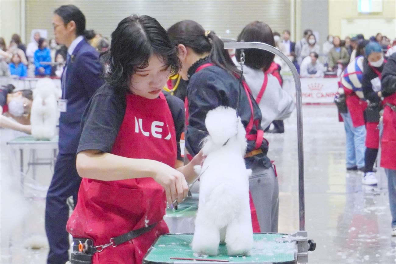 第45回JKCトリミング競技大会に出場しました！(専門学校ちば愛犬動物フラワー学園)